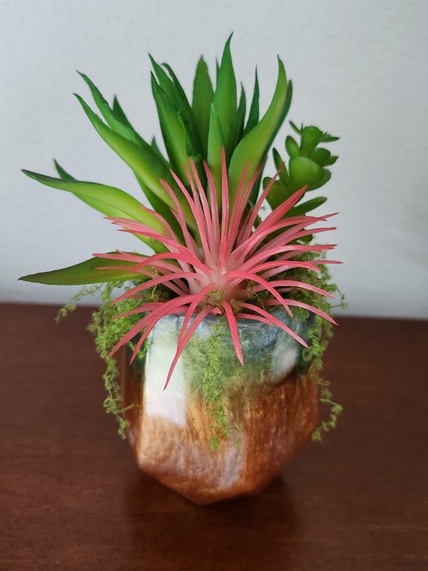 Cup of succulents
